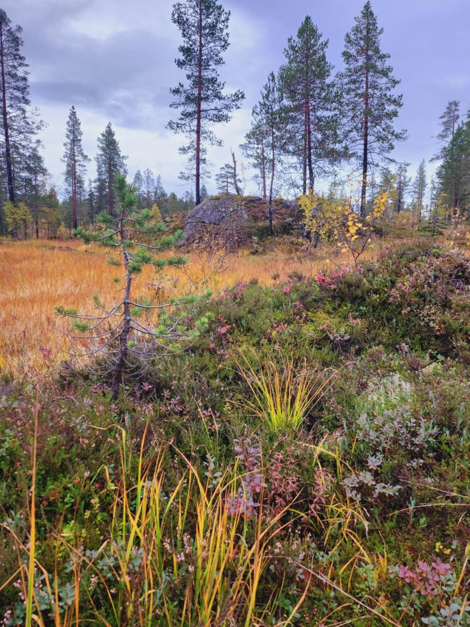 Granheim Villa Namsskogan Luaran gambar